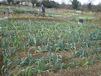 allotment